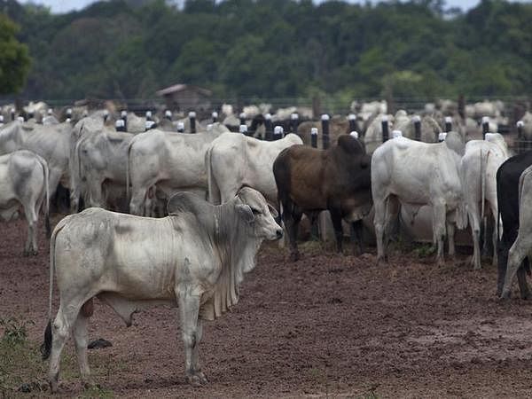 Fall in cases of cross-border cattle smuggling, report says