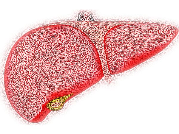 Research identifies new role of immune cells in liver regeneration