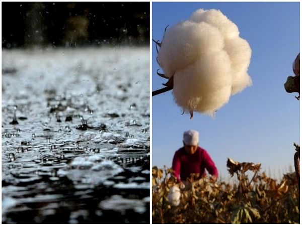 Floods in Sindh destroy cotton crops, leave farmers devastated