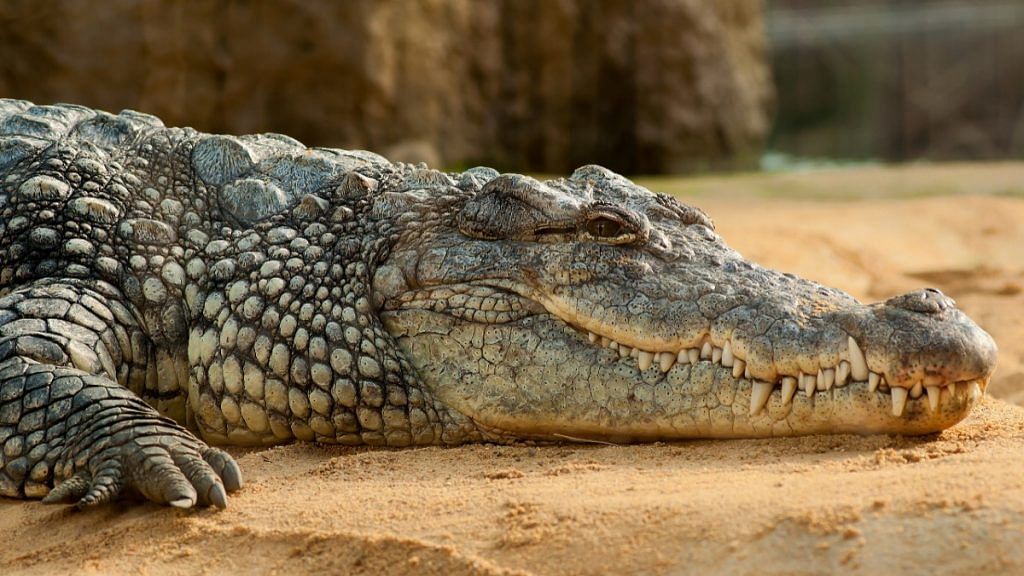 Study laid out anatomical changes that took place in reptile groups, including the forerunners of crocodiles | Representational image | Pexels