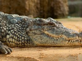 Study laid out anatomical changes that took place in reptile groups, including the forerunners of crocodiles | Representational image | Pexels