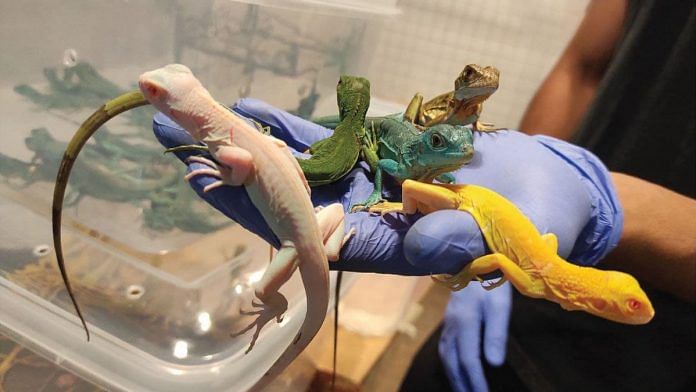 Different colours of 1200 iguanas seized by the Railway Police Force Pune District.