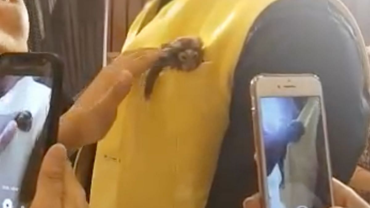  A Pygmy Marmoset paraded around at a fashion event as a pocket square in Pune.