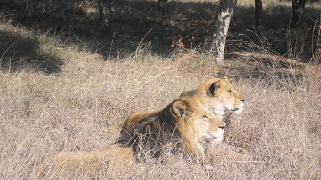 Lions at Lahore Safari Zoo | Wikimedia