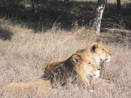 Lions at Lahore Safari Zoo | Wikimedia
