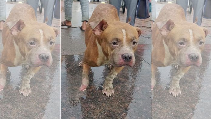 An abandoned pit bull with a crushed leg found in Pragati Maidan, Delhi. She was abandoned soon after the Lucknow incident and found on 16 July | Shikha Salaria | ThePrint