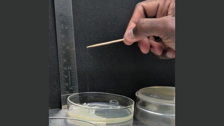 Unknown gene factors behind virulence of bacteria causing hospital infections, IIT paper finds