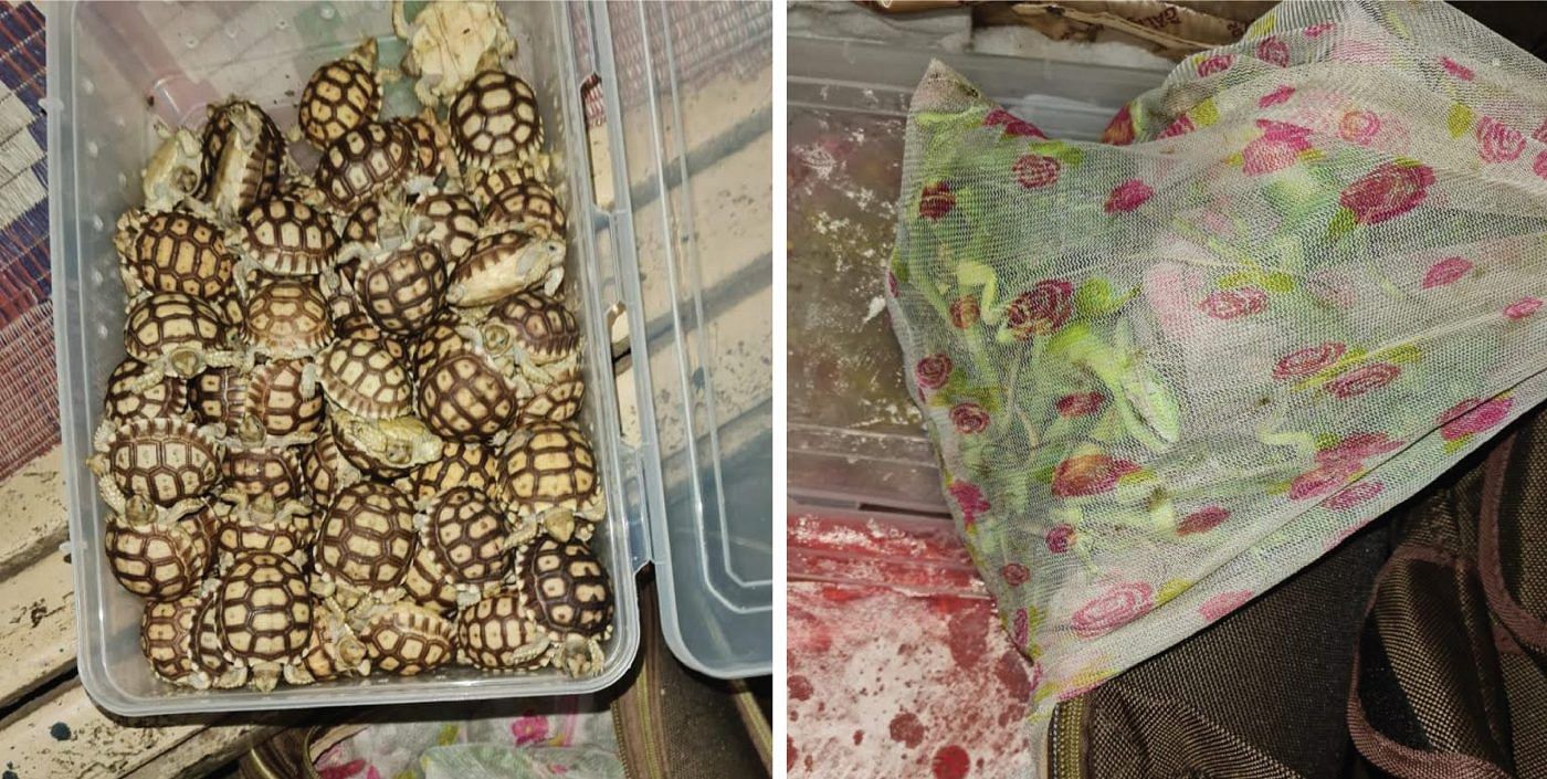 1200 Iguanas and 300 African sulcata tortoises discovered by Railway Police Force Pune District. They were crammed inside boxes and vegetable bags for transport in a small suitcase. | Photo Credit: Special Arrangement