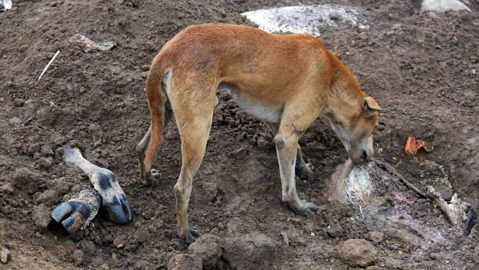 A dog eating a cow carcass at a mass burial site at Samakhiali, Kutch | Praveen Jain | ThePrint