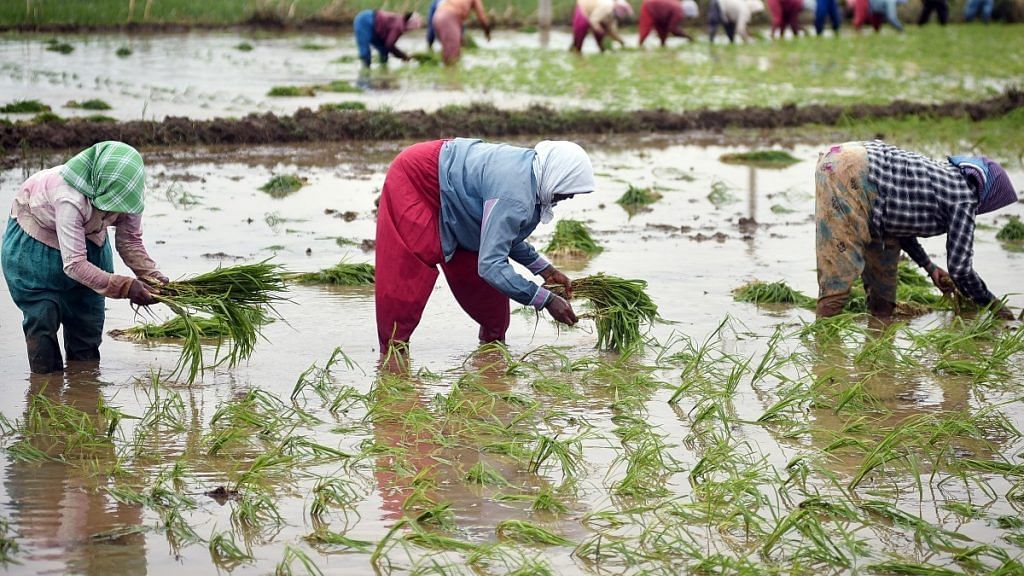 Representational image of paddy planting in an agricultural field during monsoon season | ANI