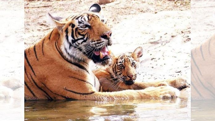 Representational image of a tigress at the Ranthambore Tiger Reserve in Sawai Madhopur, Rajasthan, 2019 | Credits: ANI Photo