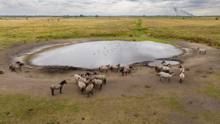 UK declares drought in parts of England amid intense heatwave, scanty rainfall