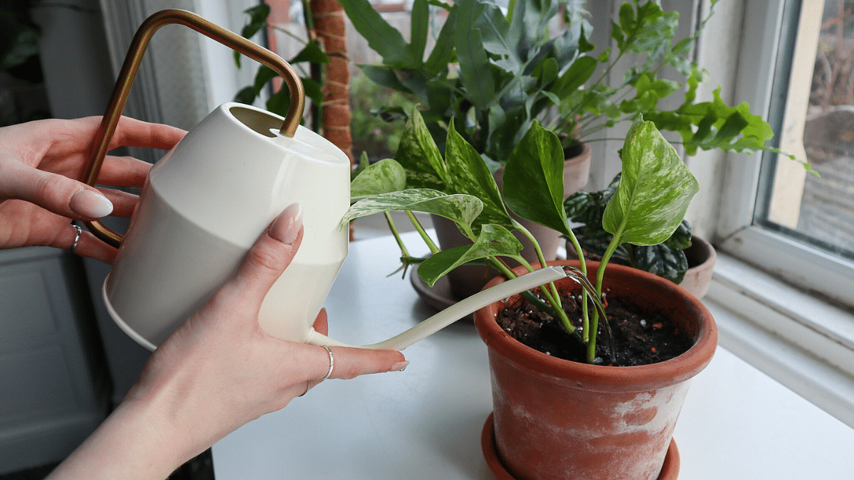 Houseplants don’t just look nice—they can also give your mental health a boost