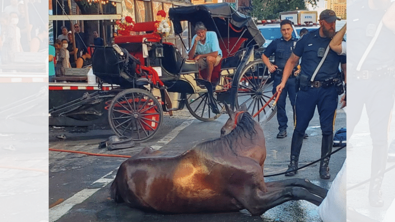 Collapse of horse on busy US street renews calls for carriage ban in New York City