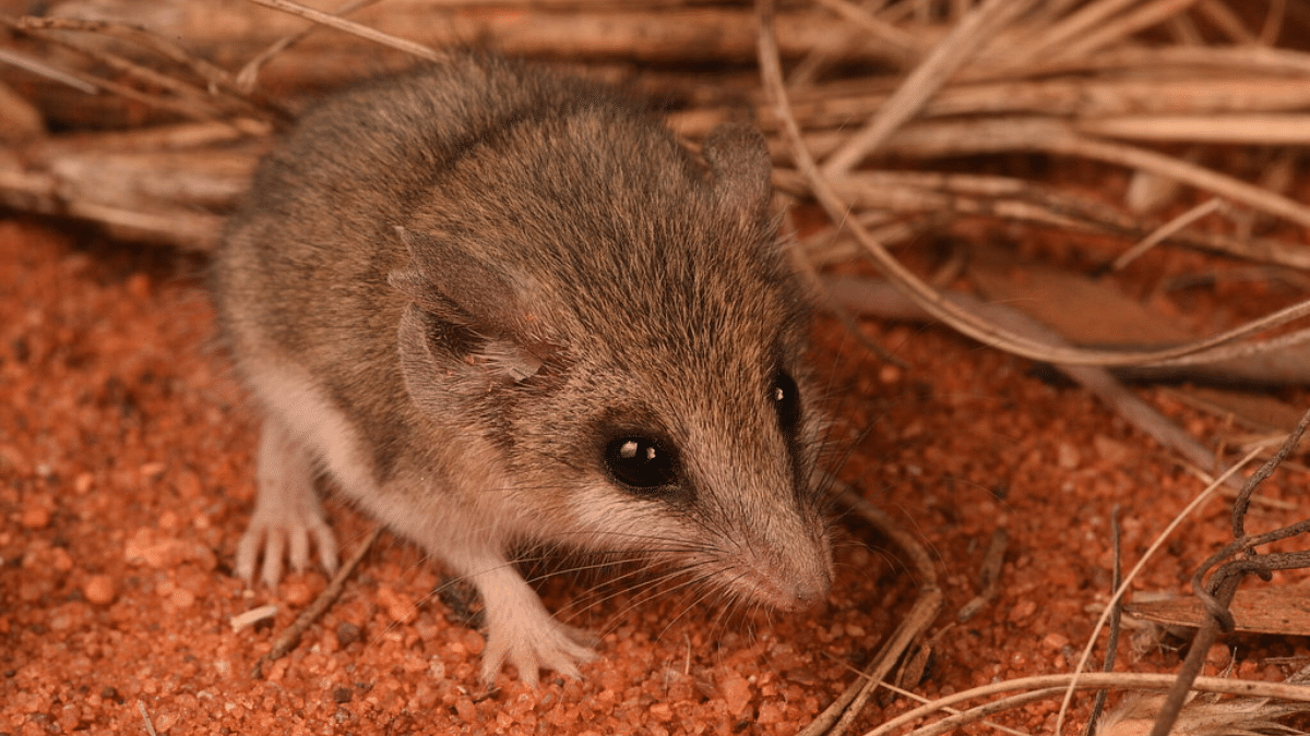 File photo of fat-tailed dunnart | Image: Flickr