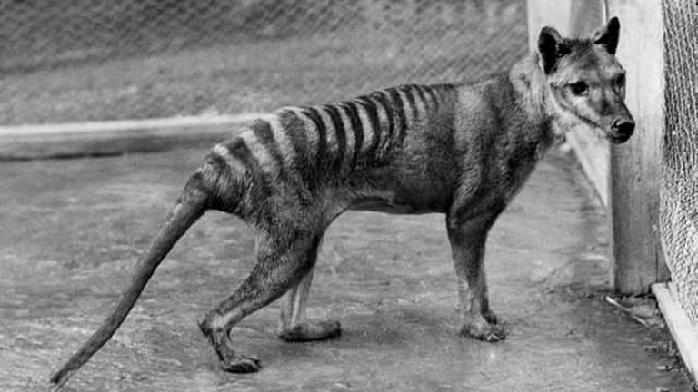 Scientists plan multi-million dollar resurrection of Tasmanian Tiger, last seen in 1936