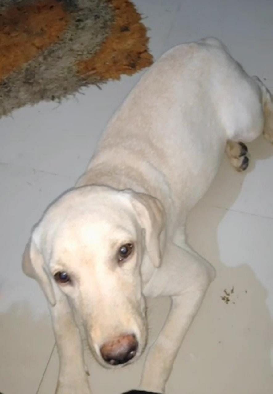 Lucknow's Brownie going home, but Indians are abandoning breed dogs — tied on roads, bridges Lucknow's Brownie going home, but Indians are abandoning breed dogs — tied on roads, bridges