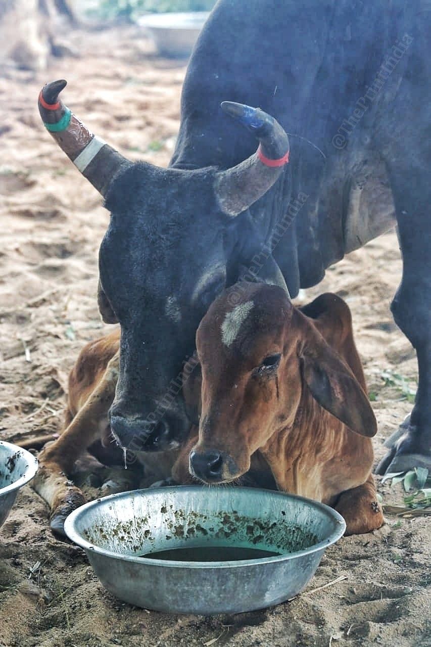 A calf and it's mother, both infected with lumpy skin disease, feeding on a jowar and jaggery mix | Praveen Jain | ThePrint