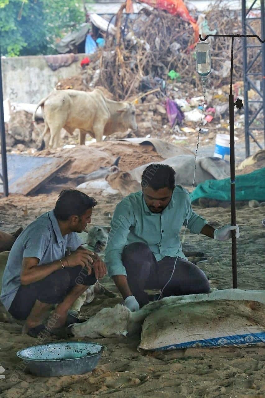 Veterinarians attend to a dehydrated, infected cow with saline drip at Gandhidham | Praveen Jain | ThePrint