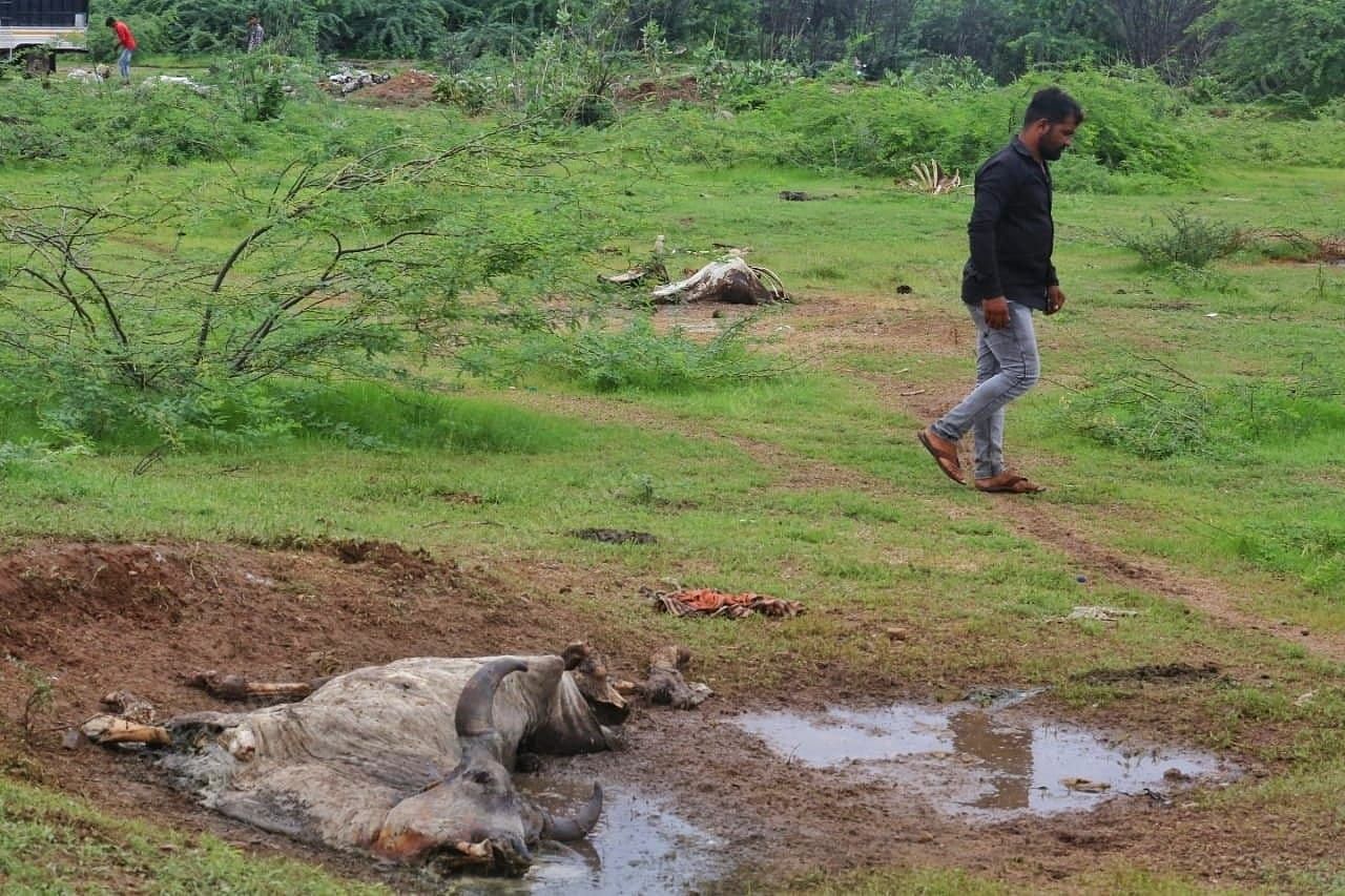 Men passing through of the dead cow thrown by local administration at the Kandla Gandhidham, coastal line | Praveen Jain | ThePrint