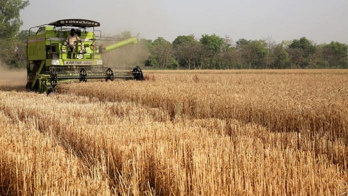 Wheat being harvested at a village near Amritsar in Punjab | Representational image | ANI