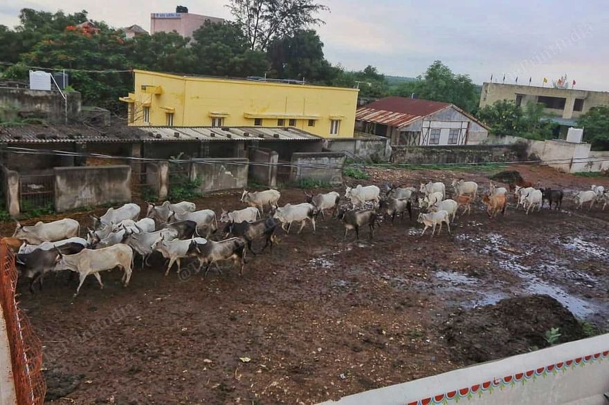 Villagers in Mathak let out sick cows to graze alongside healthy ones | Praveen Jain | ThePrint