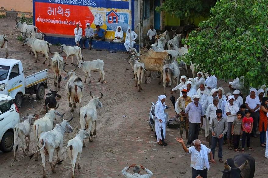 Cattle on the streets of Mathak village | Praveen Jain | ThePrint