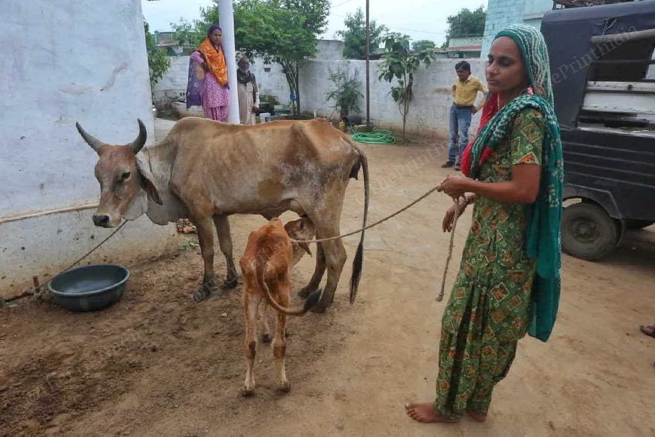 Gulshankasa Chawra with a sick calf and her mother at Mithi Rohar | Praveen Jain | ThePrint