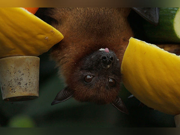 Study reveals how bats develop impression of their environment through echoes