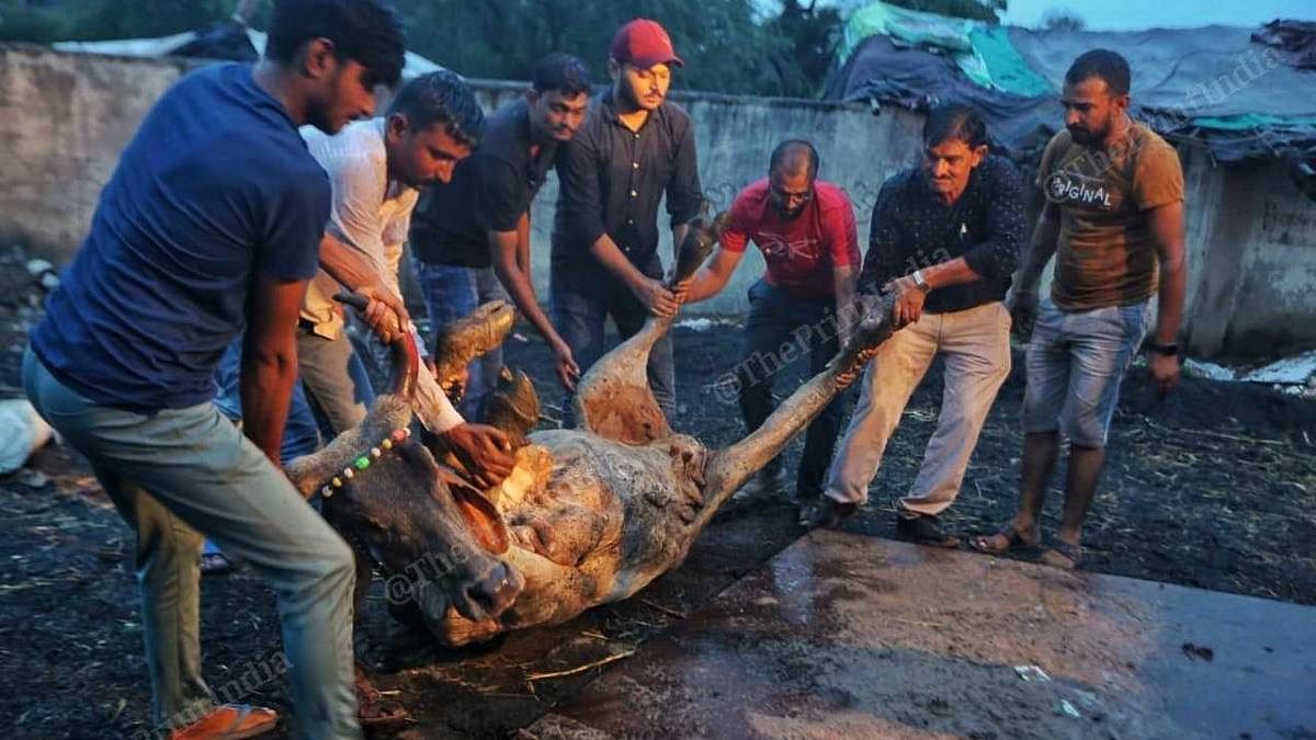 A dead cow being buried | Photo: Praveen Jain | ThePrint