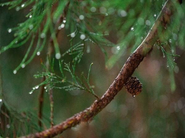 Himachal women use pine needles to make environment-friendly Rakhis 