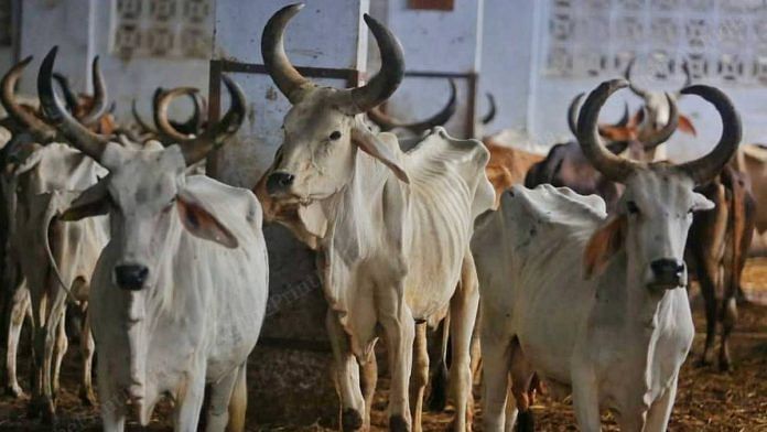 Cows with lumpy skin disease at a care camp in Gujarat | Photo: Praveen Jain | ThePrint
