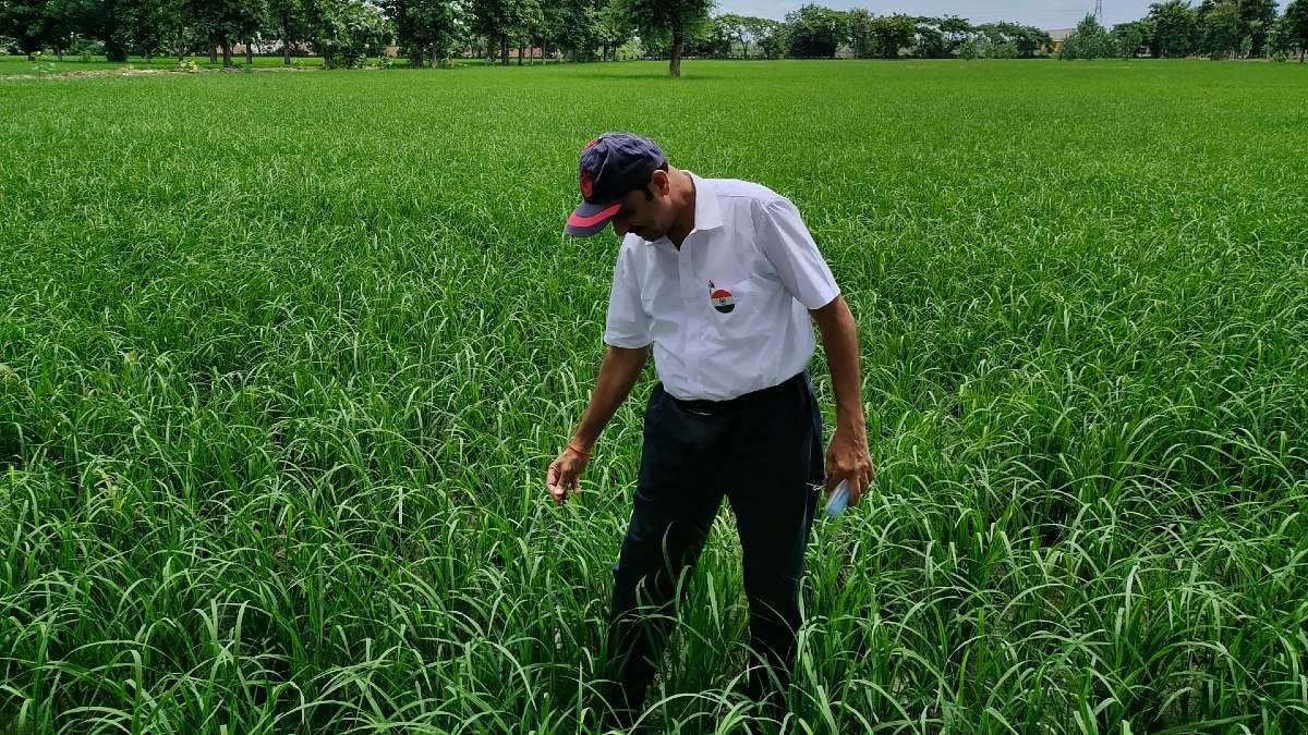 How a healthy, well-watered rice field looks like. Abhay Gaur's farm in Hardoi | Photo: Sayantan Bera | ThePrint