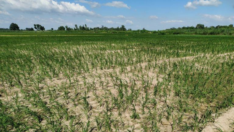 Cracked earth & nasty weeds: How UP farmers are battling a drought to save their rice crop