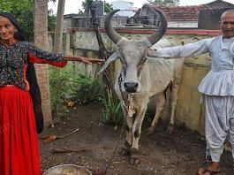 Deveiiben and her husband Dayabhai Jhatia with one of their cows at Nagavaladiya village in Gujarat | Praveen Jain | ThePrint