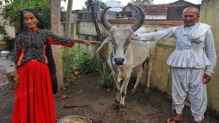Deveiiben and her husband Dayabhai Jhatia with one of their cows at Nagavaladiya village in Gujarat | Praveen Jain | ThePrint