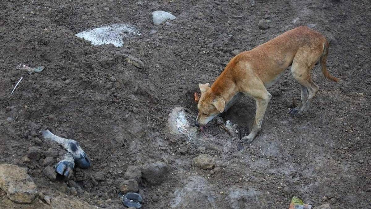 A dog sniffs at the buried carcasses | Photo: Praveen Jain | ThePrint