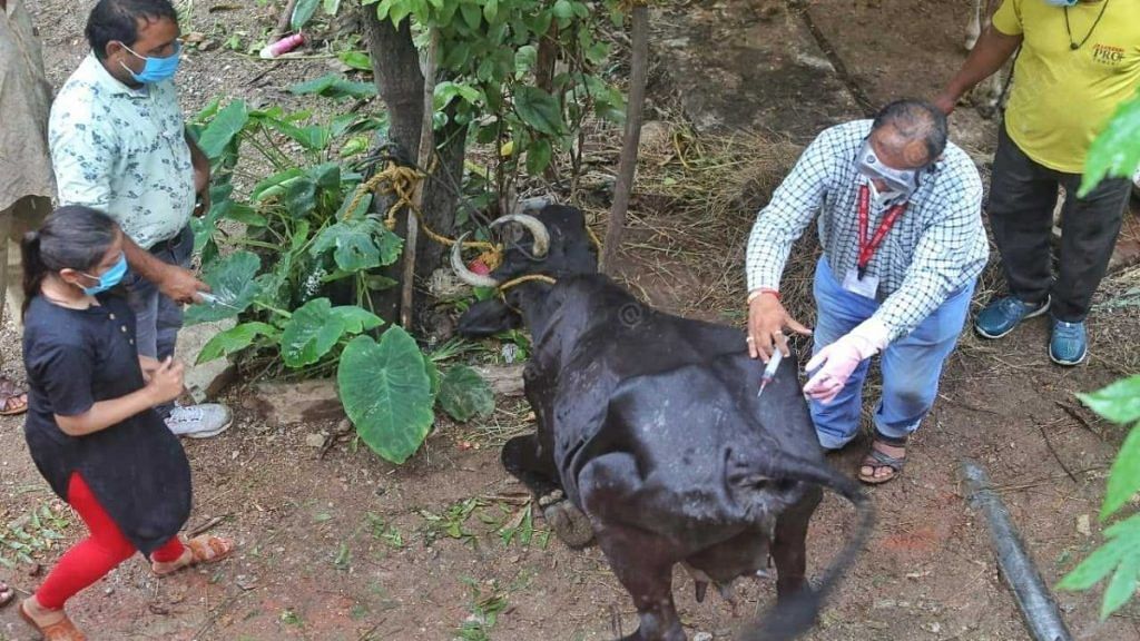 Senior Veterinary Officer Dr Duttaray Choudhary and livestock assistants Khushbu Sharma and Rajendra Kumar Meena treat a cow with lumpy skin disease at Madar village | Praveen Jain | ThePrint