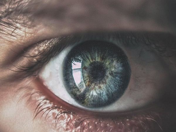 Study suggests bioengineered cornea might restore sight to the blind