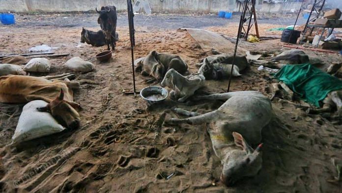 A community-run camp in Gandhidham for cattle suffering from lumpy skin disease | Photo: Praveen Jain | ThePrint