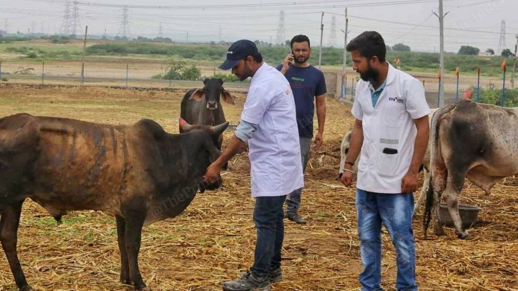 Doctors inspect cows at a gaushala at Chandrani village in Gujarat's Kutch district | Praveen Jain | ThePrint