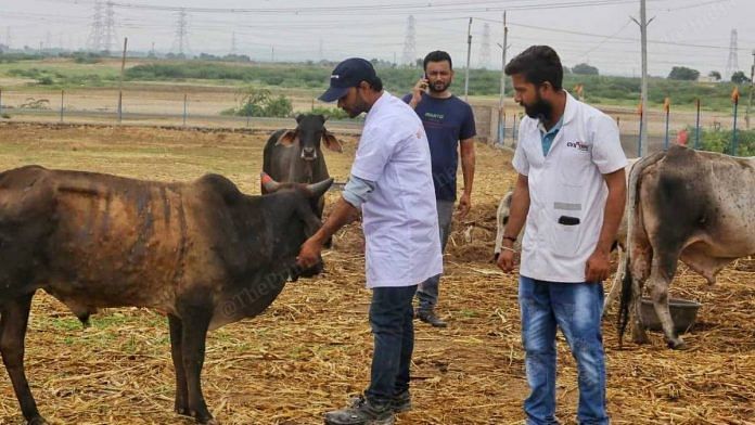 Doctors inspect cows at a gaushala at Chandrani village in Gujarat's Kutch district | Praveen Jain | ThePrint