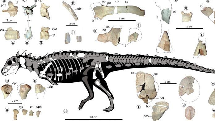 Skeletal image of a Jakapil dinosaur | Representational image | Wikipedia