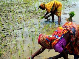 Women plant paddy saplings in a field on the outskirts of Bhubaneswar | Representational image | ANI