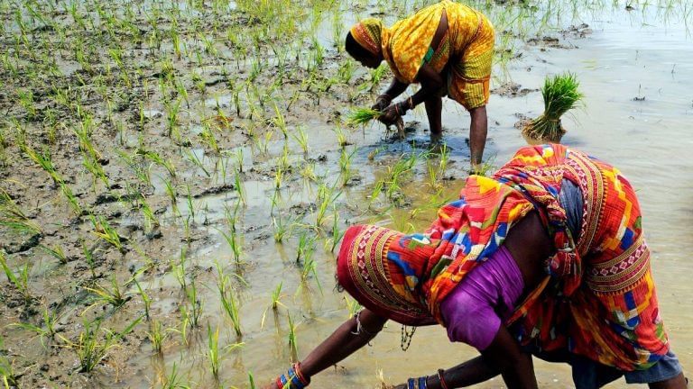 Lower kharif plantings due to uneven rains a growing concern, says report