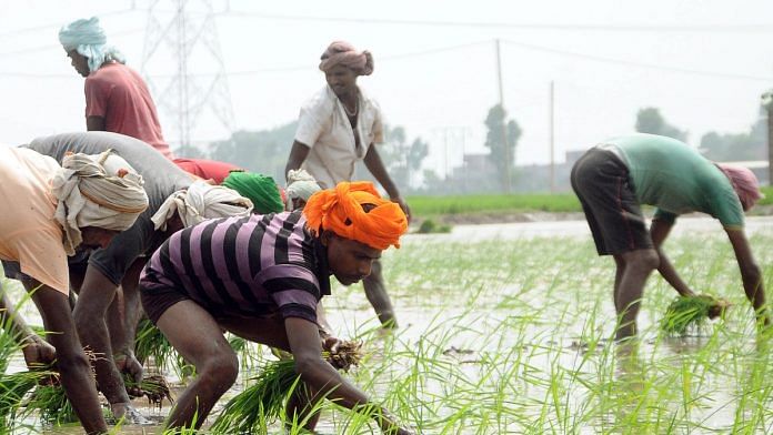Representational photo of labourers sowing paddy in a field in Patiala, Punjab | ANI