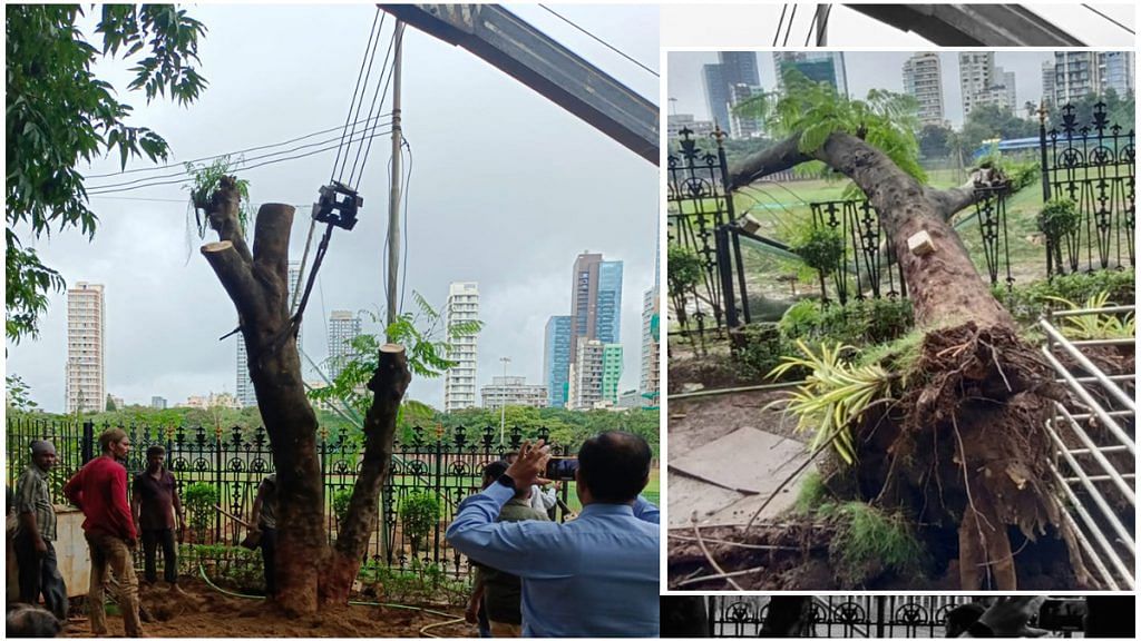 An image of the Gulmohar tree being transplanted at Shivaji Park (inset) the fallen tree | By Special Arrangement