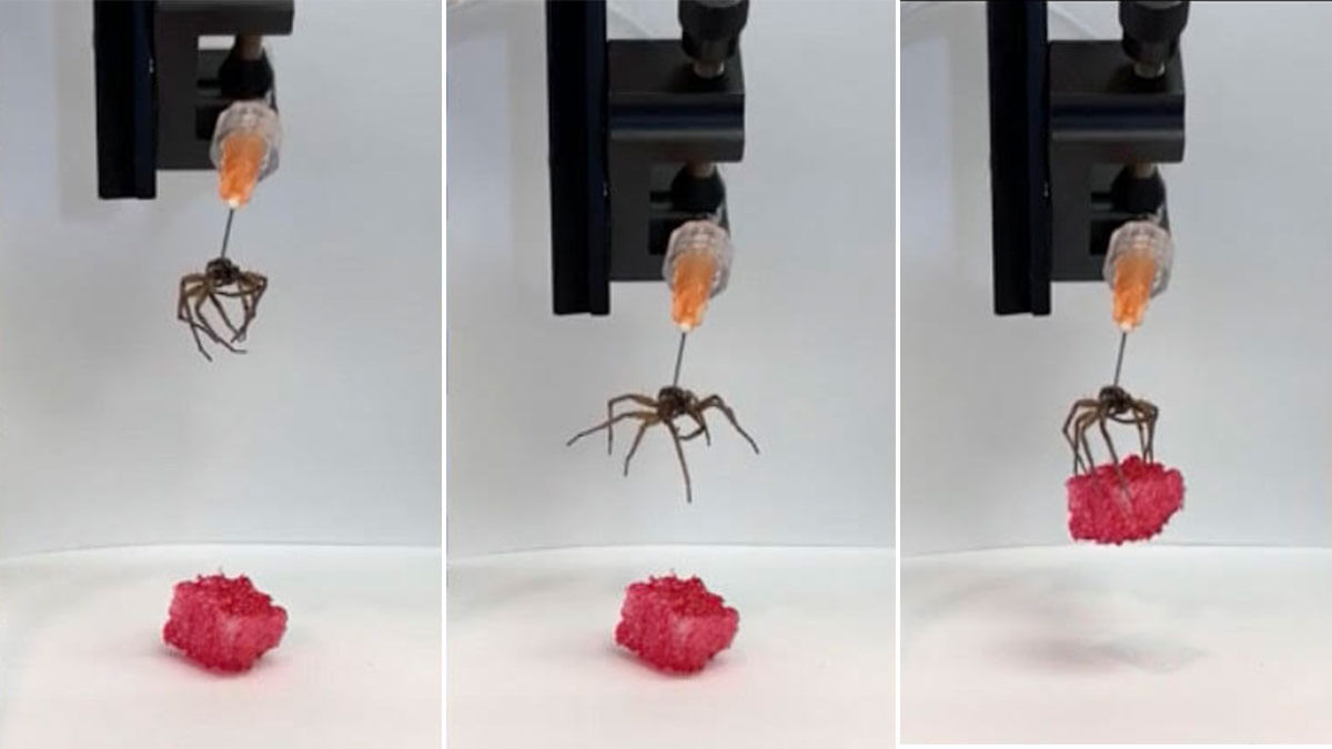 Creepy success? US scientists resurrect dead spiders to use as claw