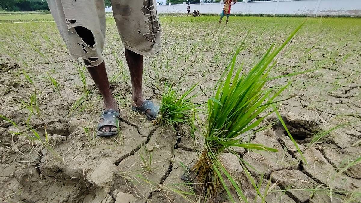 A farmer prepares to plant 40-day old rice seedlings in Raebareli. Late planting due to deficit rains is likely to severely impact yields, say experts | Photo: Sayantan Bera | ThePrint