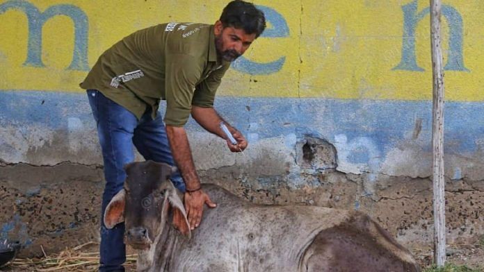 A cow being administered the goatpox vaccine currently being used again lumpy skin disease in cattle | Photo: Praveen Jain | ThePrint